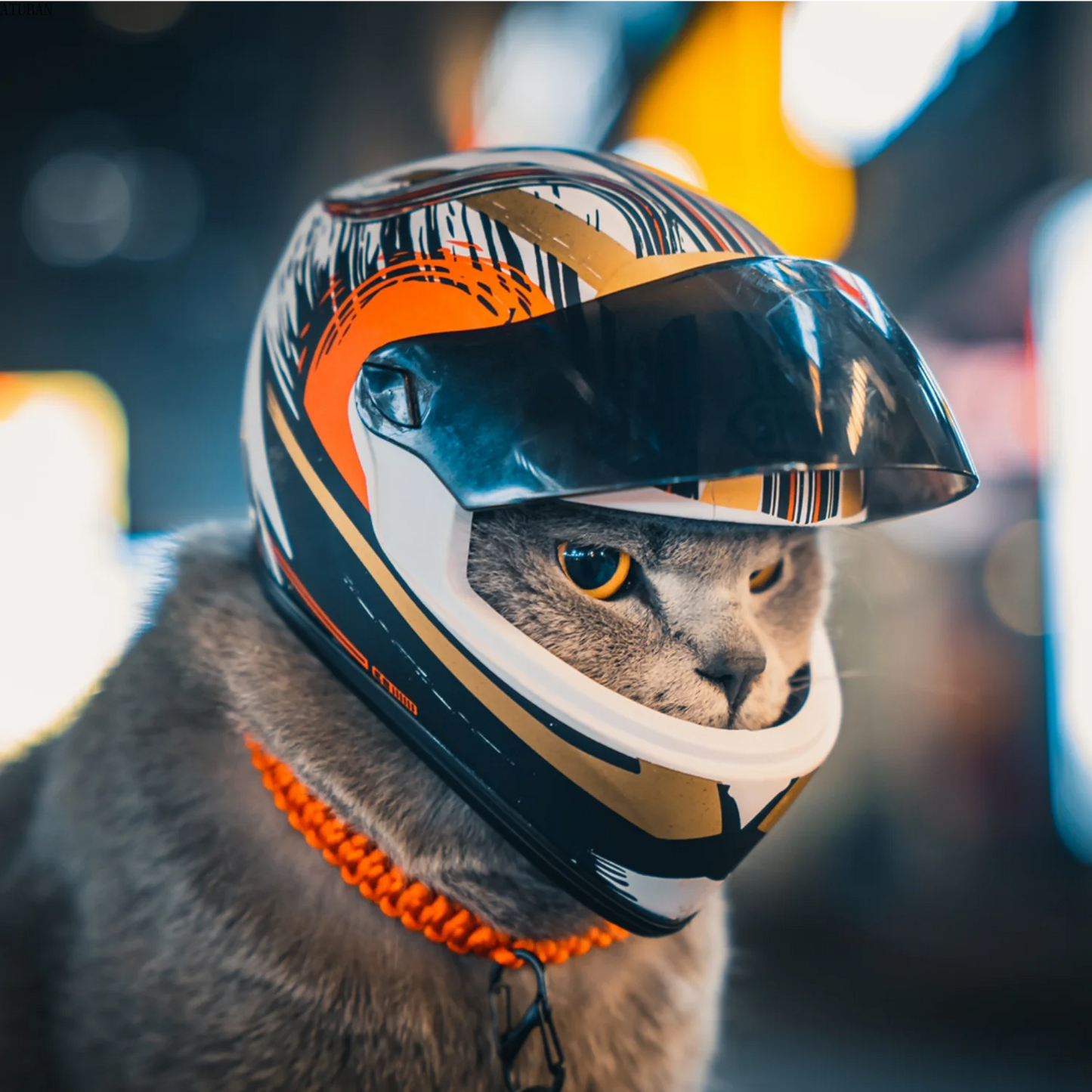 B28 Pet Full-Face Helmets (15 styles)