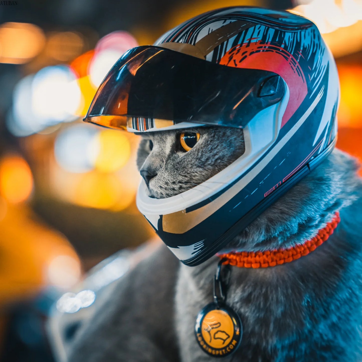 B28 Pet Full-Face Helmets (15 styles)